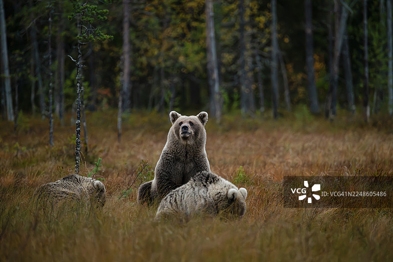 两只棕熊在森林空地上，一只站着，一只躺着图片素材