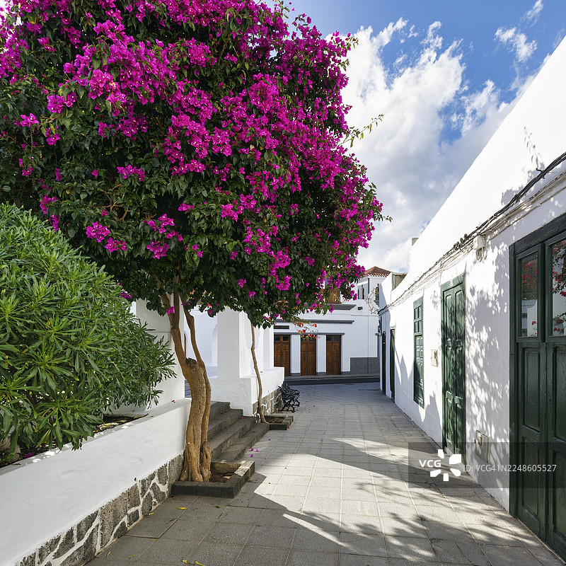 西班牙兰萨罗特岛哈里亚老城区的巷道，粉色三角梅（Bougainvillea spectabilis），白色房屋，哈里亚，兰萨罗特岛，加那利群岛，西班牙图片素材