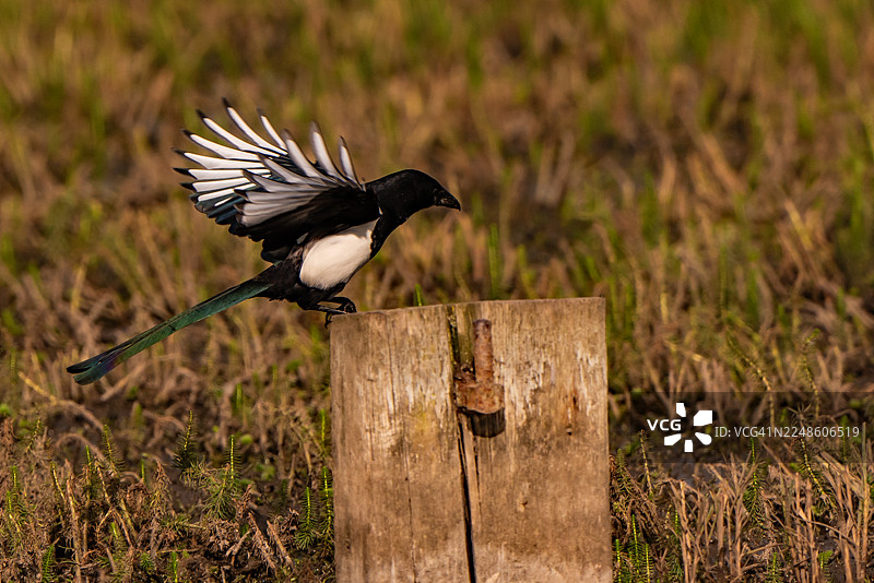 一只喜鹊张开翅膀，栖息在自然户外环境中饱经风霜的木桩上，日光下拍摄的特写。图片素材