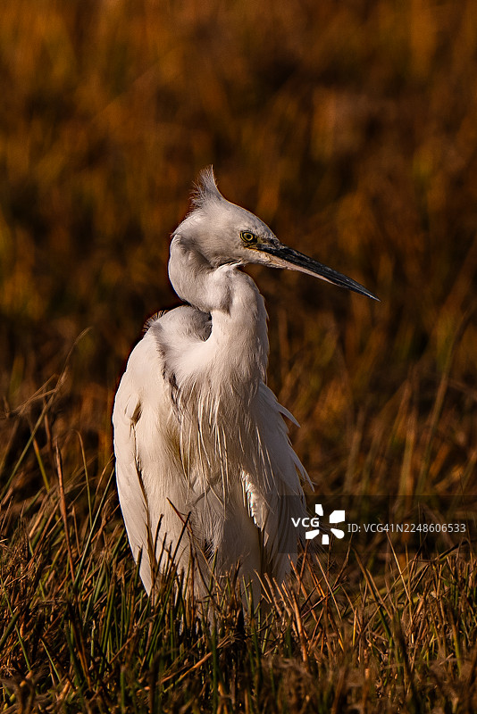 白天，一只优雅的白鹭栖息在自然栖息地的绿草和棕色草地上，特写镜头图片素材