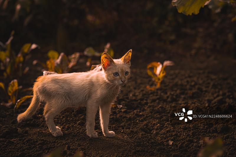 一只浅色的小猫在黑暗的花园或田野里警惕地站着，柔和的光线照亮了它的毛皮和耳朵。图片素材