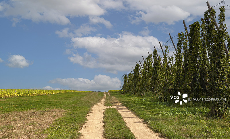 法国阿尔萨斯，啤酒花和田田野之间的乡村小路图片素材