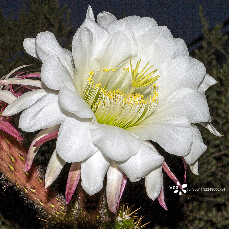 深色背景下，白色夜来香花朵的特写，花蕊呈黄色，充满生机图片素材
