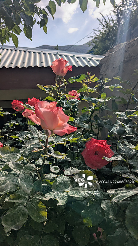 明媚天空下花园里绽放的鲜艳粉色玫瑰特写图片素材