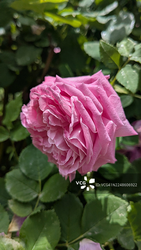 盛开的鲜艳粉玫瑰特写，周围环绕着郁郁葱葱的绿叶，沐浴在自然阳光下图片素材