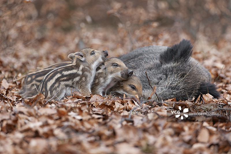 野猪，野猪（Sus scrofa），一头雌性野猪在森林中躺在地上哺育幼崽，德国图片素材