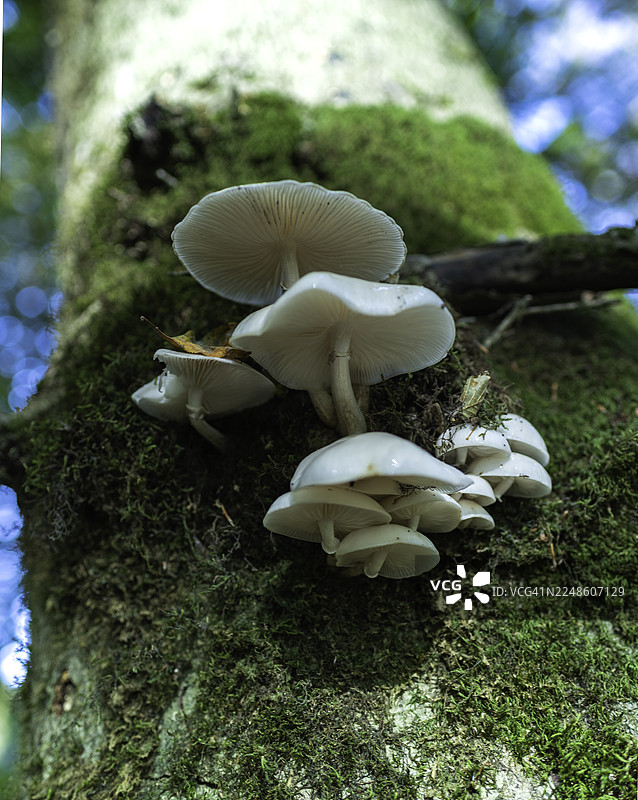特写镜头：在生机勃勃的森林背景下，白蘑菇生长在覆盖着苔藓的树干上图片素材
