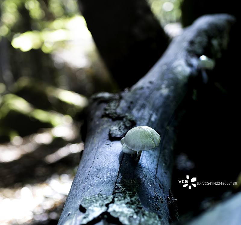 阴暗森林中，一棵腐朽树干上长出白色小蘑菇的特写图片素材