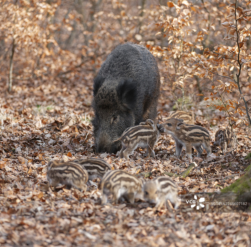 野猪（Sus scrofa），一只野猪和一只小野猪在德国森林中寻找食物图片素材