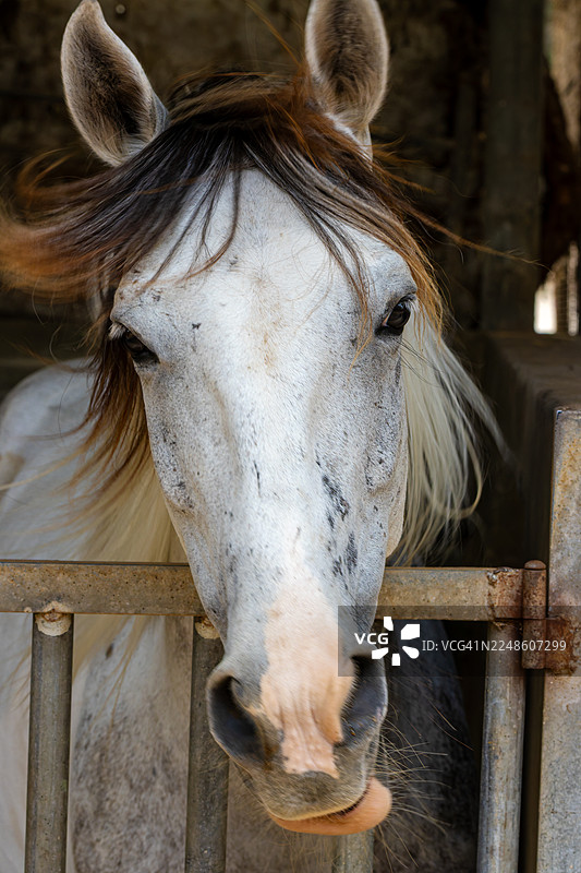特写镜头，一匹白马棕色鬃毛，正透过金属栅栏直视镜头。图片素材