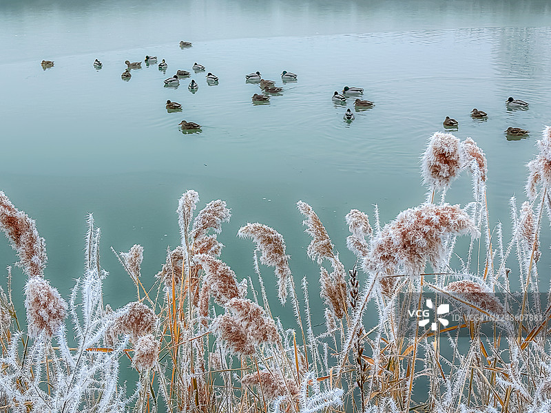 加拿大安大略省渥太华的霜冻日。图片素材