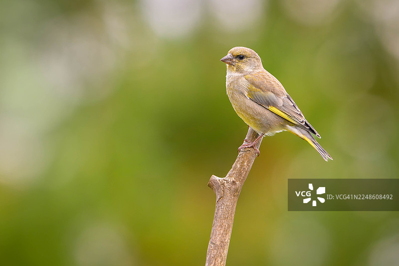 特写镜头：一只欧洲绿雀栖息在树枝上，背景为柔和的绿色。图片素材