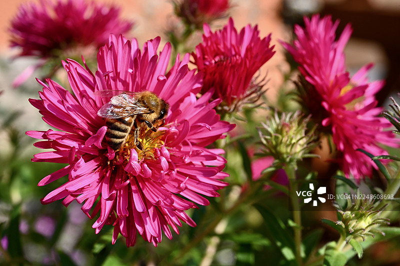 特写镜头：一只蜜蜂在花园里采集鲜艳的粉色紫菀花的花粉，突出自然授粉过程的精妙细节图片素材