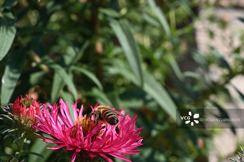 花园里，一只蜜蜂正在采集鲜艳的粉色紫菀花的花粉，特写镜头图片素材