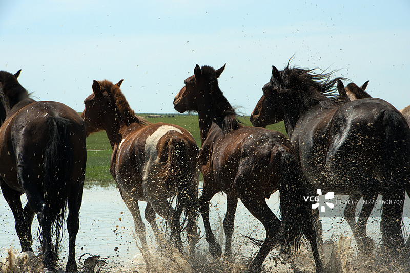 野马在晴空下涉水奔腾，溅起水花，展现出动态的活力。图片素材