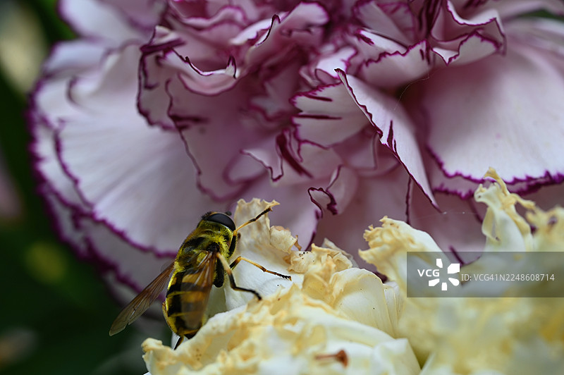 特写：一只食蚜蝇在白色和紫色的花上采集花蜜图片素材