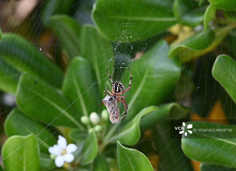蜘蛛在网上，抓着猎物，周围环绕着鲜艳的绿叶和白色的花朵的特写图片素材