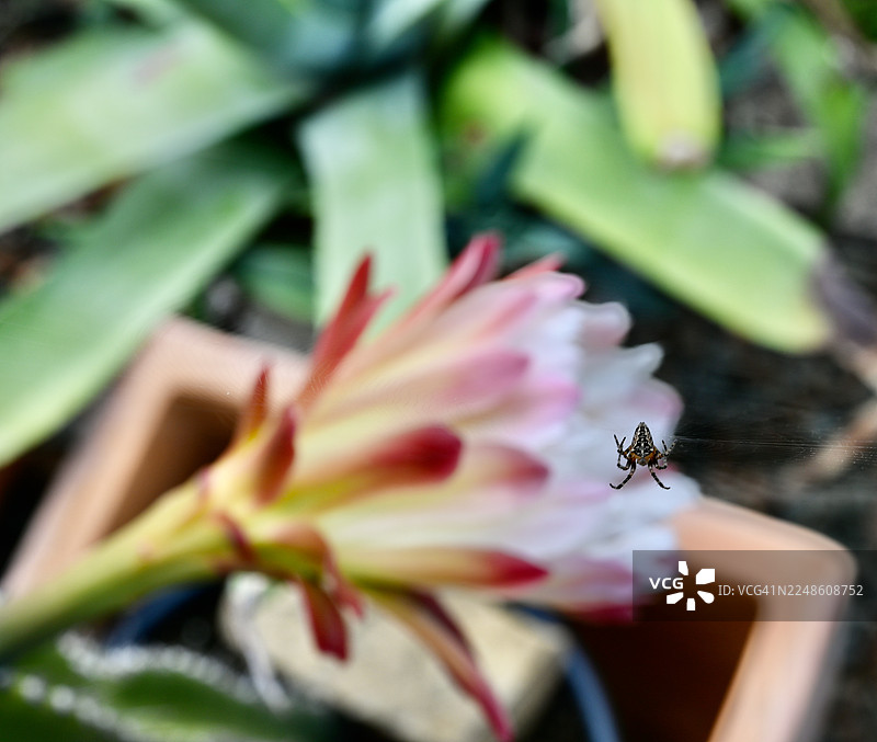 特写镜头：蜘蛛在其网上，旁边是一朵鲜艳的仙人掌花，展现了大自然的错综复杂。图片素材