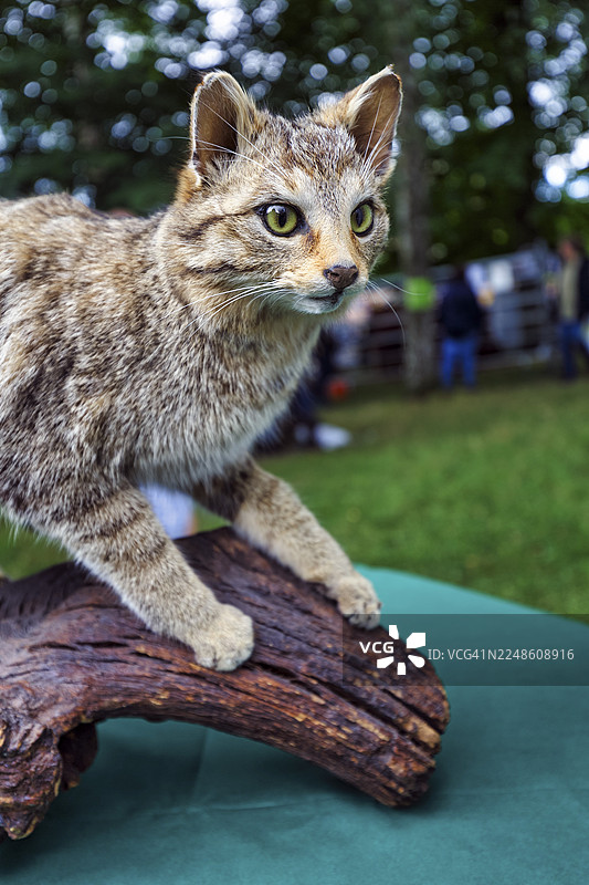 填充的野生猫(Felis silvestris),森林猫,展品,动物标本,牧羊人和帽子节2017,阿梅隆斯伯恩修道院,内根博恩,下萨克森,德国图片素材