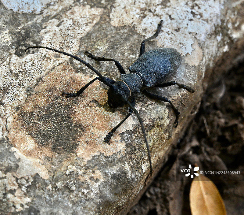 自然界中，特写一只深色长角甲虫趴在有纹理的岩石表面上图片素材