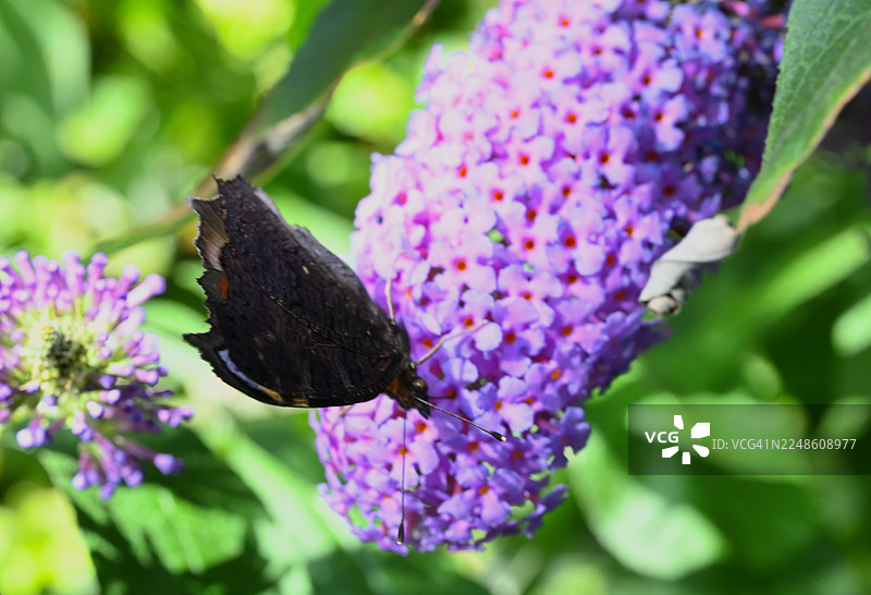 特写：一只翅膀受损的深色蝴蝶在繁茂的绿色花园中为鲜艳的紫色花朵授粉图片素材