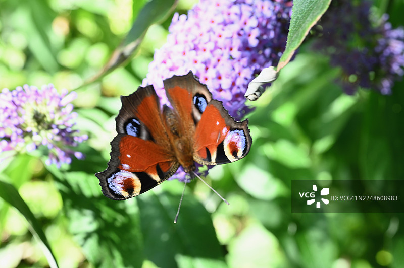 花园里，一只孔雀蝶在鲜艳的紫色花朵上授粉的特写图片素材