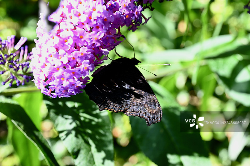阳光明媚的夏日，在生机勃勃的绿色花园里，一只翅膀带有纹理的深色蝴蝶正在紫色鲜花上辛勤地采集花粉。图片素材