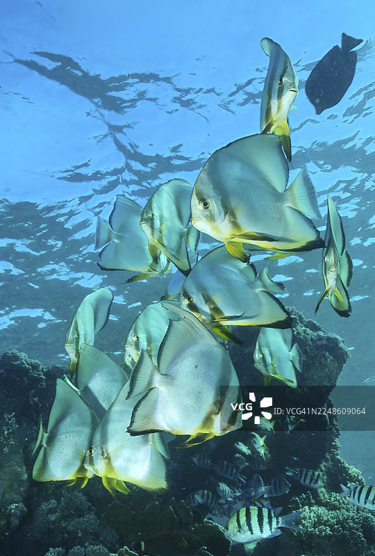 一群圆头蝙蝠鱼（Platax orbicularis），太平洋，雅浦，密克罗尼西亚，大洋洲图片素材