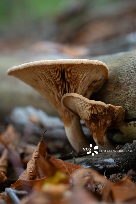 森林中倒下的原木上长出的蘑菇特写，周围环绕着秋叶图片素材
