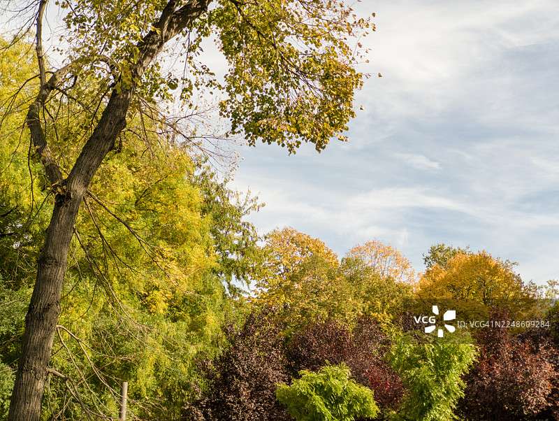 阴天背景下充满活力的秋树低角度视图，展示了季节的美丽图片素材