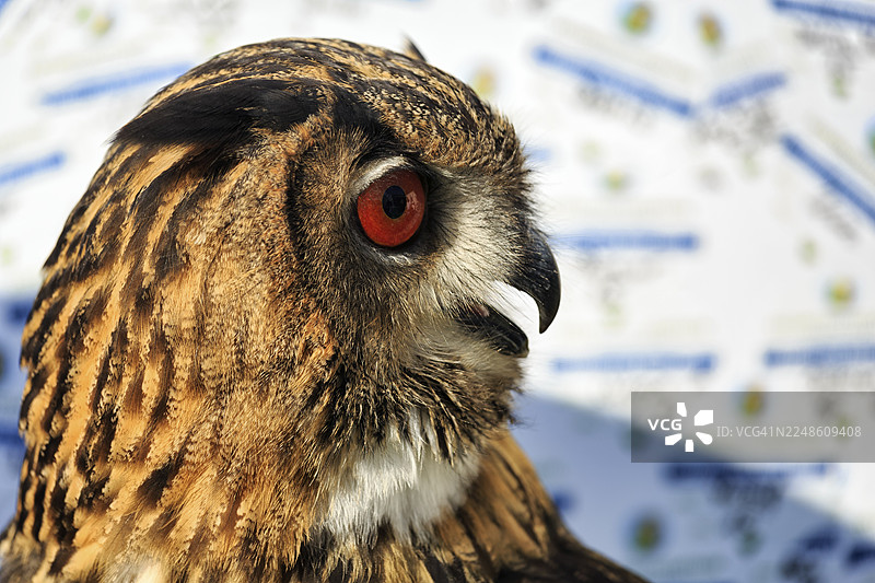 孟加拉雕鸮（Bubo bengalensis），警觉的目光，圈养，鸟类公园，贝勒贝克雕鸮观测站，代特莫尔德，北莱茵-威斯特法伦州，德国图片素材