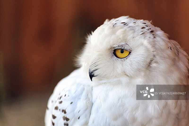 雪鸮（Bubo scandiacus，同义词：Bubo scandiaca, Nyctea scandiaca），肖像，圈养，鸟类公园，贝尔贝克鹰保护区，代特莫尔德，北莱茵-威斯特法伦州，德国图片素材