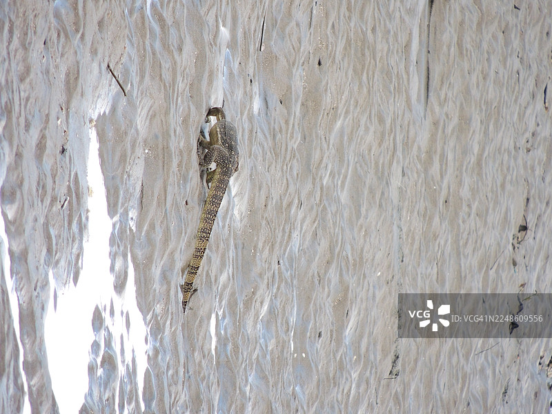 近距离观察沙子纹理，一只蜥蜴巧妙地融入其中图片素材