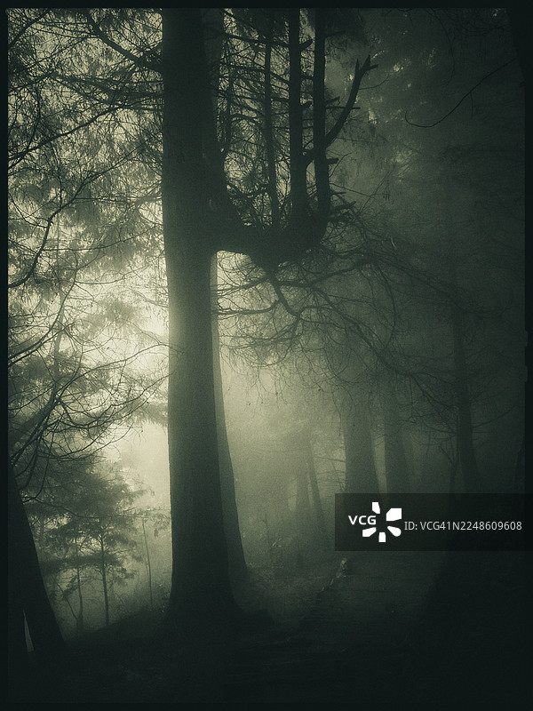 迷雾缭绕、阴森诡异的森林，高耸的树木与浓雾交织图片素材