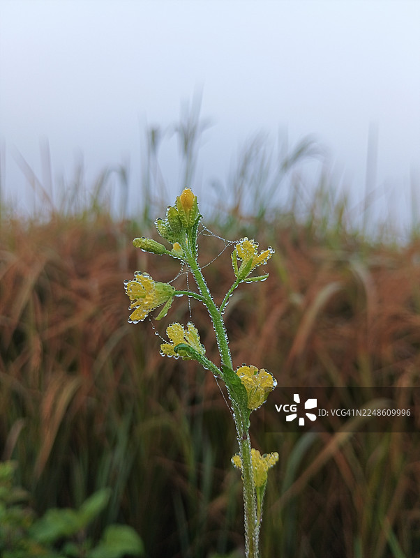 清晨阳光下，一株生机勃勃的绿植，点缀着黄色小花，花瓣上挂满露珠，背景是柔和模糊的田野与天空。图片素材
