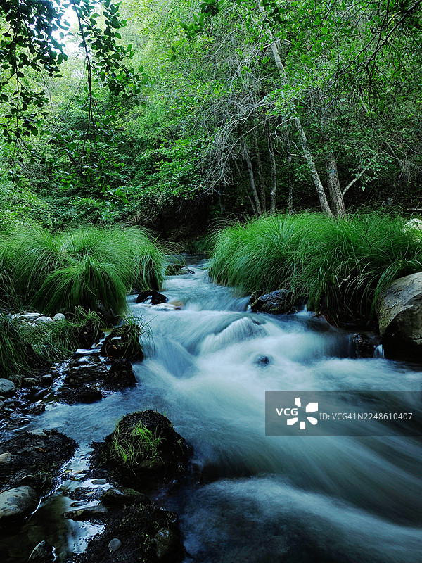 阳光明媚的森林中，一条充满活力的河流在岩石上流淌，周围环绕着茂密的绿色植被和树木，采用长曝光效果拍摄，美国加利福尼亚州苏诺尔。图片素材
