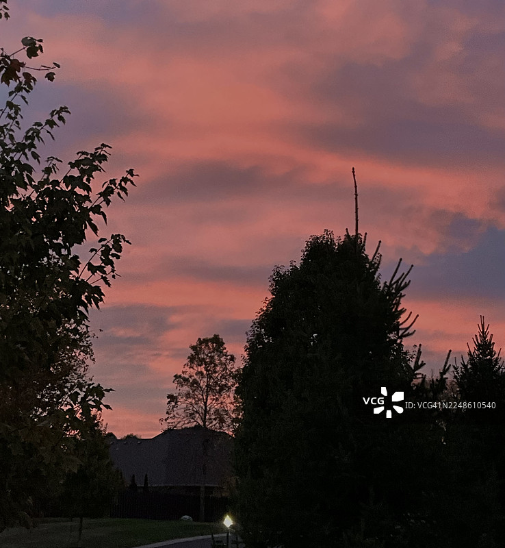 绚烂的粉紫色日落天空下的树木剪影图片素材