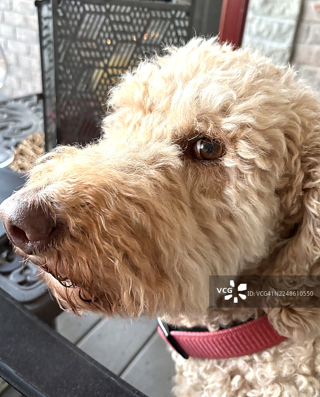 特写一只金毛贵宾犬，它戴着红色的项圈，看向一旁图片素材