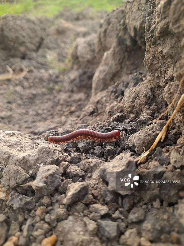特写：千足虫在自然粗糙的泥土上爬行图片素材