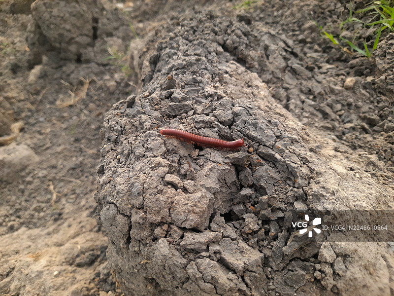 特写：千足虫在户外干燥龟裂的泥土上爬行图片素材