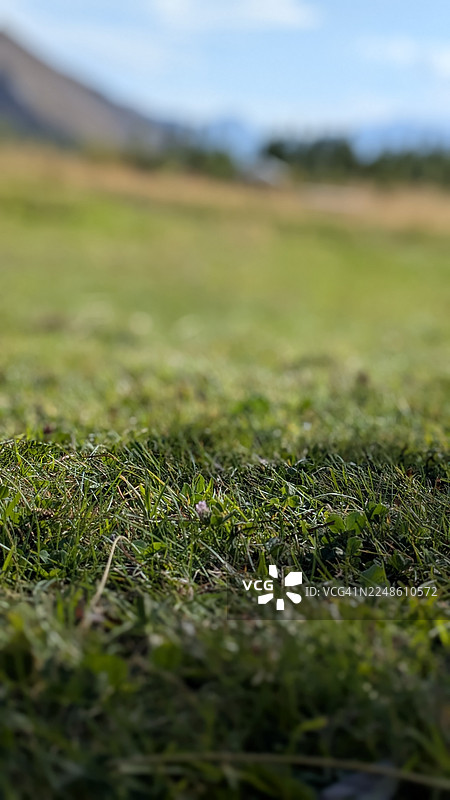 阳光明媚的日子里，田野里鲜嫩的绿草特写，背景是模糊的自然风光图片素材
