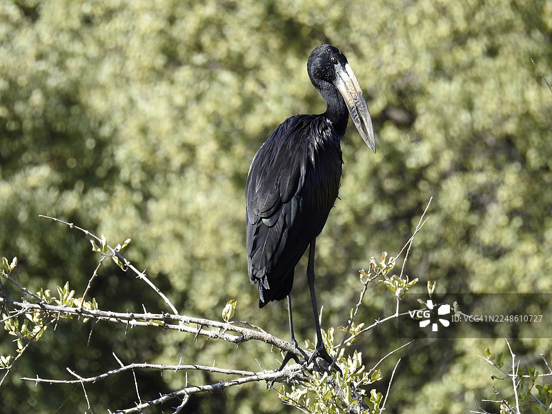 一只黑色的鸟站在树枝上，背景是模糊的绿色，这是光泽齿喙鹳（Anastomus lamelligerus），以前被称为摩尔齿喙鹳，属于鹳科，位于博茨瓦纳的莫雷米禁猎区。图片素材