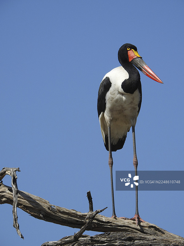 一只鸛鳥站在樹枝上,背景是晴朗的藍天,塞內加爾鞍嘴鸛(Ephippiorhynchus senegalensis),莫雷米野生動物保護區,博茨瓦納图片素材