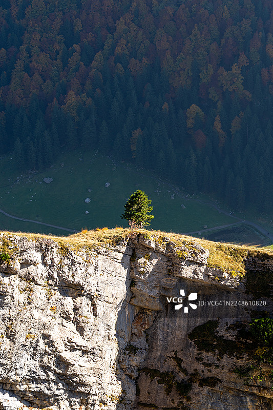 瑞士阿尔卑斯山Wasserauen，孤独的松树矗立在俯瞰着森林山谷的岩石悬崖边缘图片素材