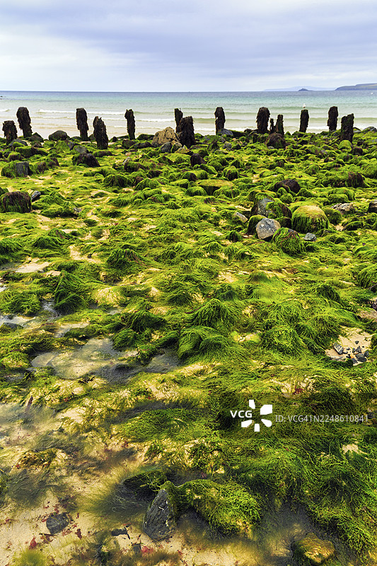 巨石、海藻、海藻、俯瞰圣艾夫斯湾至戈德雷维、海岸线、西康沃尔、英格兰、英国图片素材