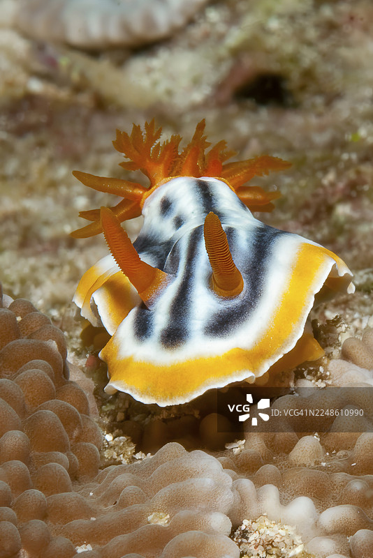 印度尼西亚哈马黑拉太平洋地区,条纹海兔(Chromodoris strigata)在小水螅珊瑚(Montipora cactus)之间爬行,触角伸展的极端水下特写照片。图片素材