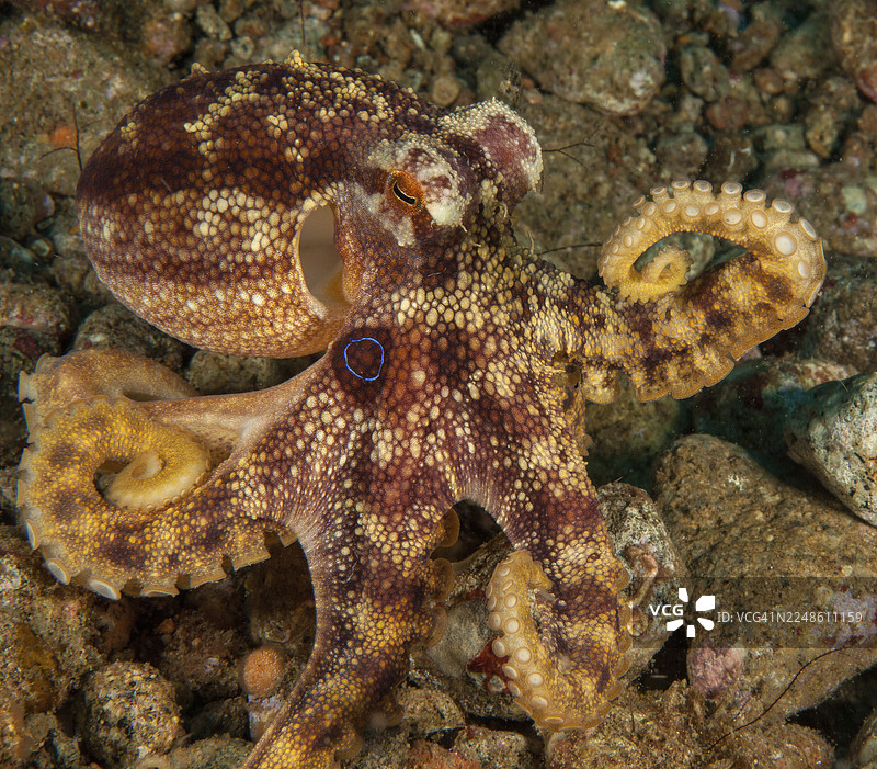 双环章鱼(Amphioctopus mototi),头部侧面可见蓝色环,鱿鱼,剧毒章鱼,有毒海洋动物,太平洋,东内格罗斯,内格罗斯,维萨亚斯,菲律宾图片素材