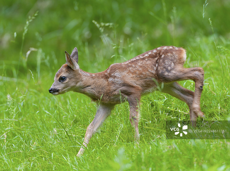 欧洲狍（Capreolus capreolus），幼鹿在德国的草地上奔跑图片素材