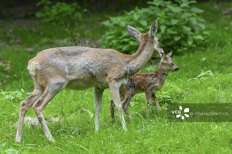 欧洲狍（Capreolus capreolus），母鹿舔舐幼鹿，社会行为，德国图片素材