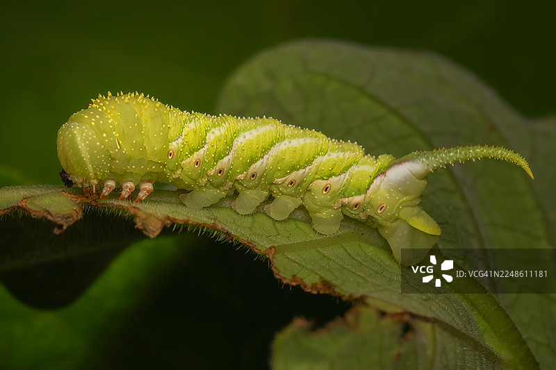 特写镜头，一只充满活力的绿色毛毛虫，尾部有角状突出，停留在叶子上，展现出大自然错综复杂的细节和纹理。图片素材
